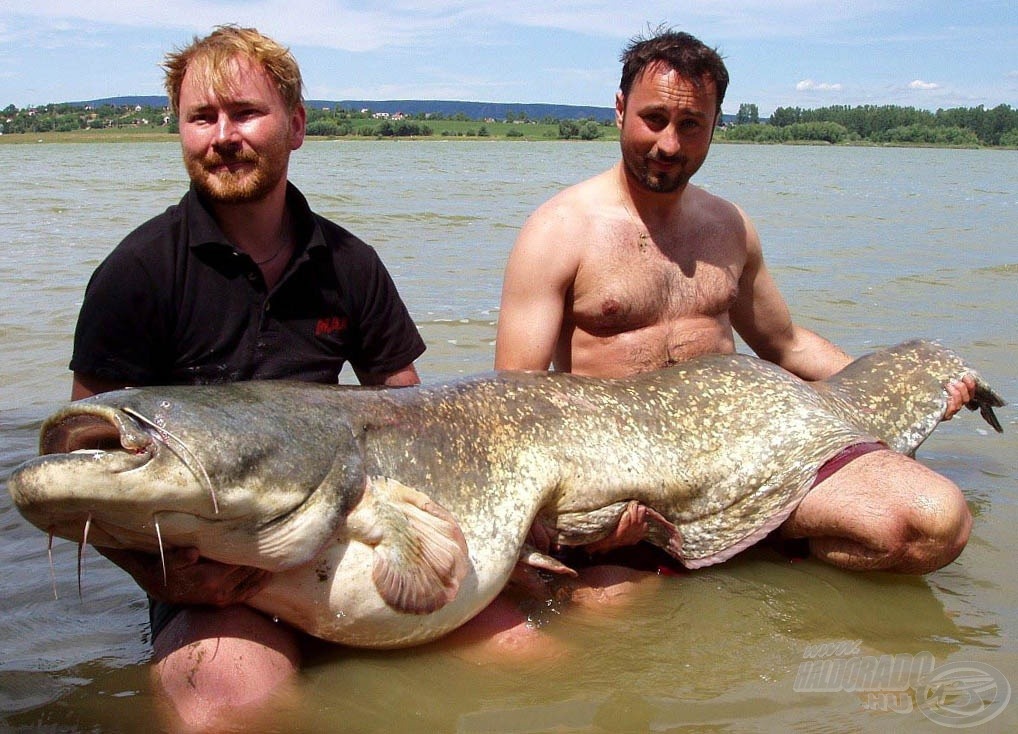 A méret a lényeg?! MAX Carp bojlinak ez a gyönyörű harcsa sem tudott ellenállni