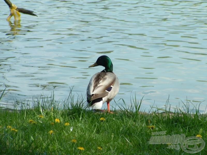 Rengeteg kacsa lézeng a parkban