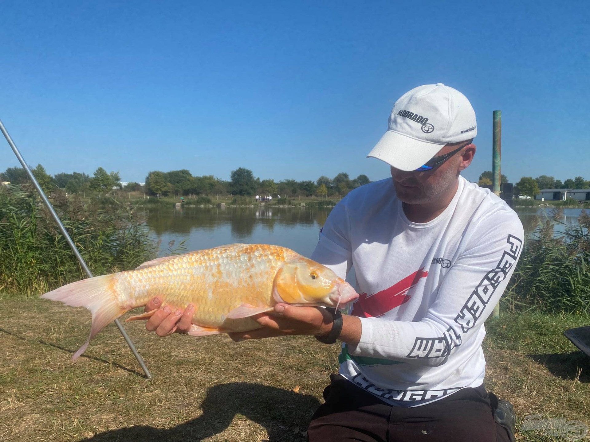 Gyönyörű, egyedi koi pontyok is lakják a tavat szép számmal