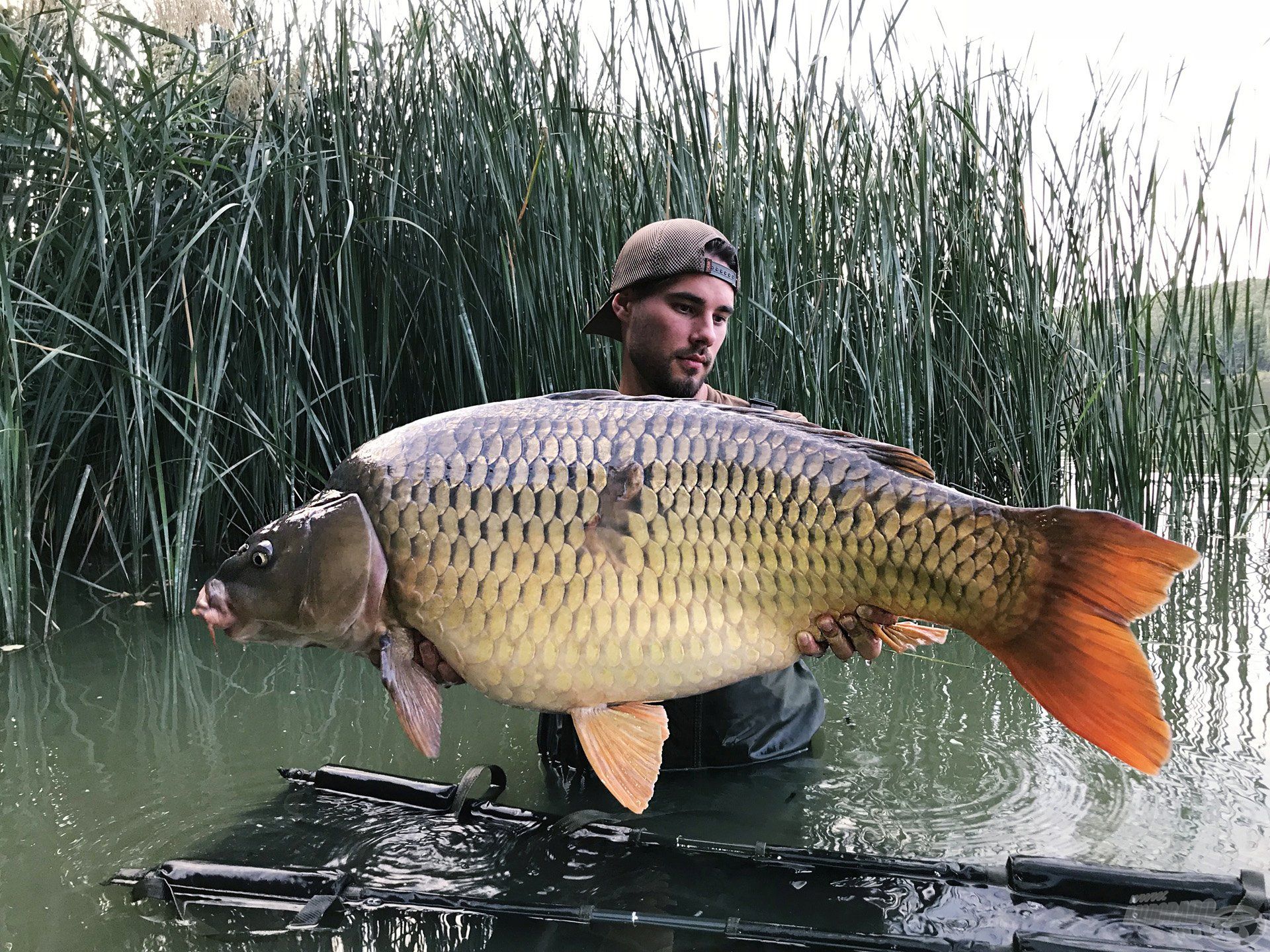 A második nap sem telt el 20+-os hal nélkül, itt egy 24,52-kg harcost tarthatok a kezeimben