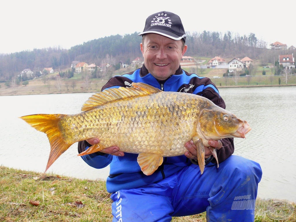 A Zalacsányi „aranya” a koi ponty, él a tóban kapitális méretű is!