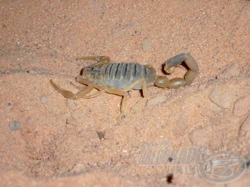 A Nasszer-tározót körül ölelő sivatag jellegzetes élőlénye a skorpió