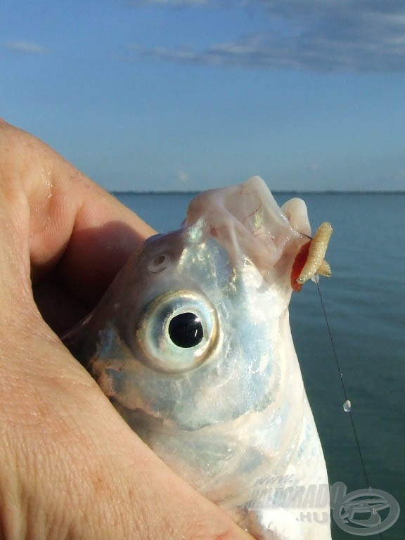 Csalinak eleinte csontit használtam, később guberáltam pár pelletet az etetőanyagból is - a 6 mm-es ponty pellet és a 8 mm-es a Master Carp pellet is adott halat