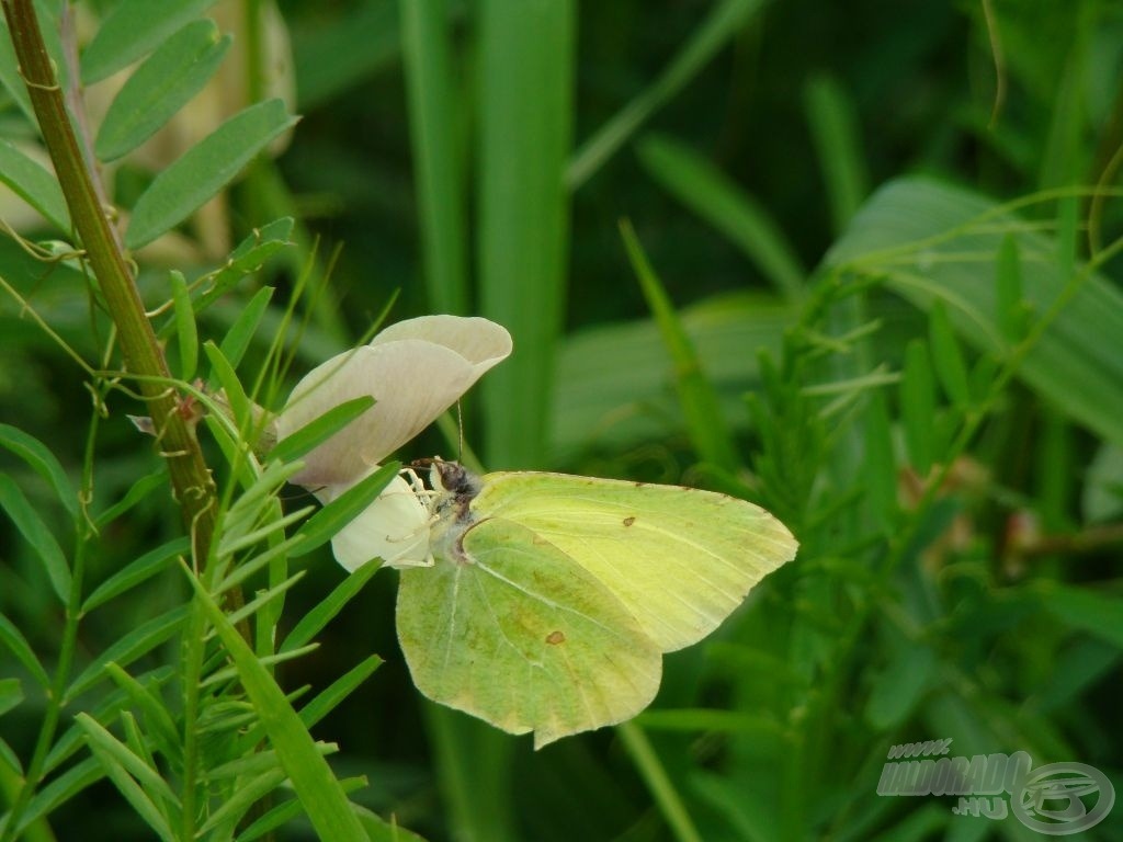 Citromlepke citrom nélkül