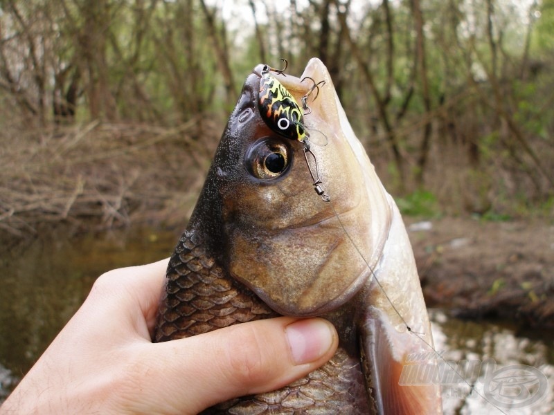 A Salmo Tiny sok esetben nyerő lehet