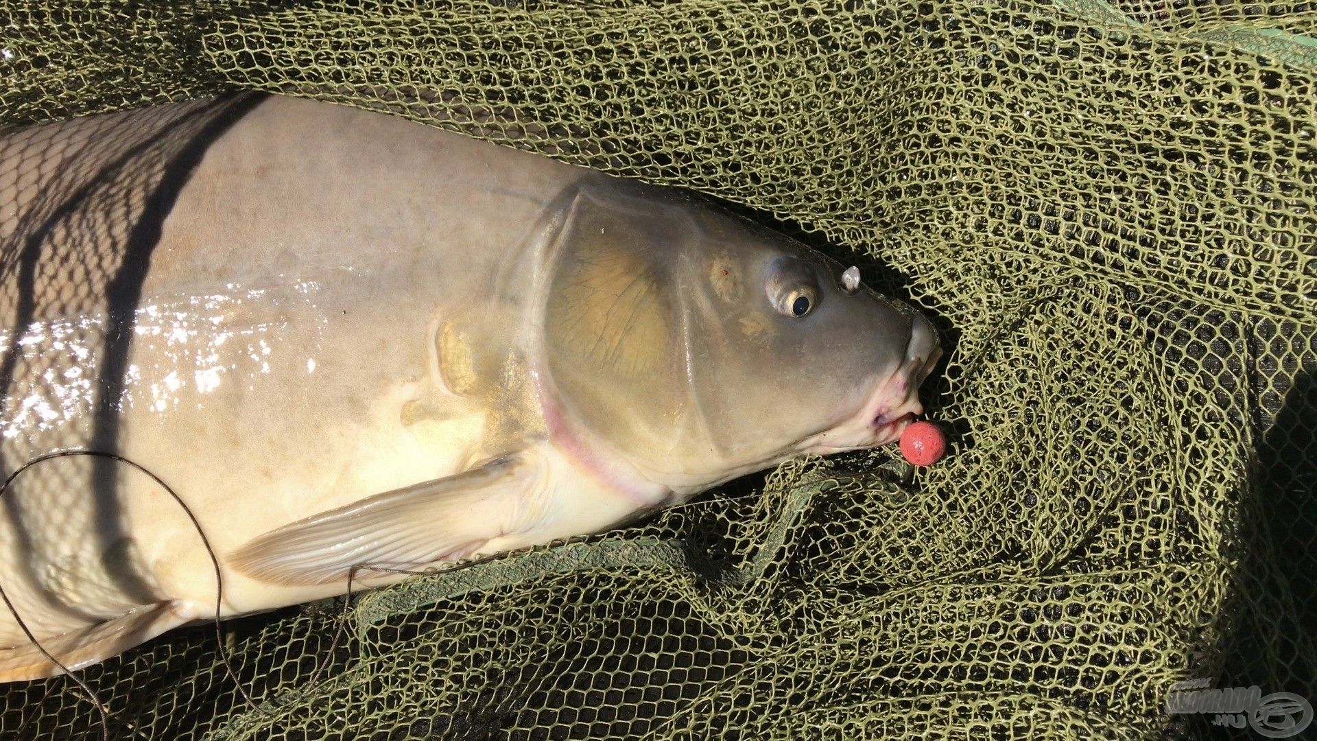 Big Fish bojlira éhezett meg az első pontyom