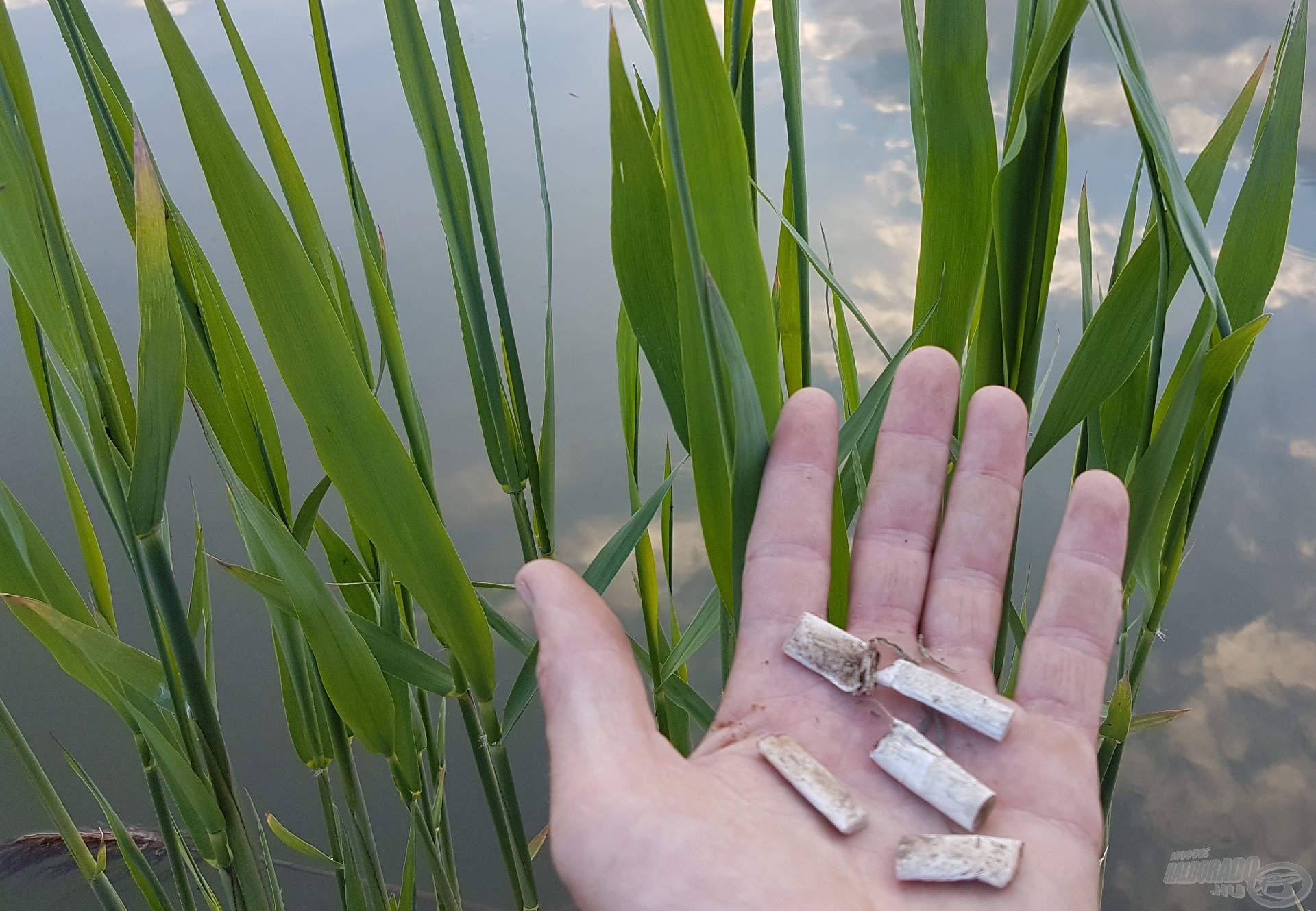 Sajnos elég sokan megfeledkeznek a házirendről, gyakran találkozunk elhullajtott cigaretta maradványokkal, szinte minden horgászatunk ezek összeszedésével kezdődik