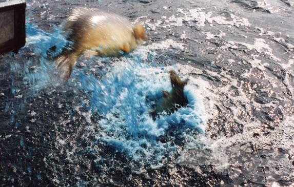 A kisebb 10-15 kg-os pontyokat csúszdán engedték a vízbe. A fertőtlenítő kékre színezte a vizet.
