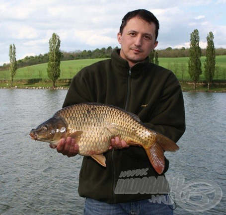 Gyönyörű, izmos „pelletevő” ponty