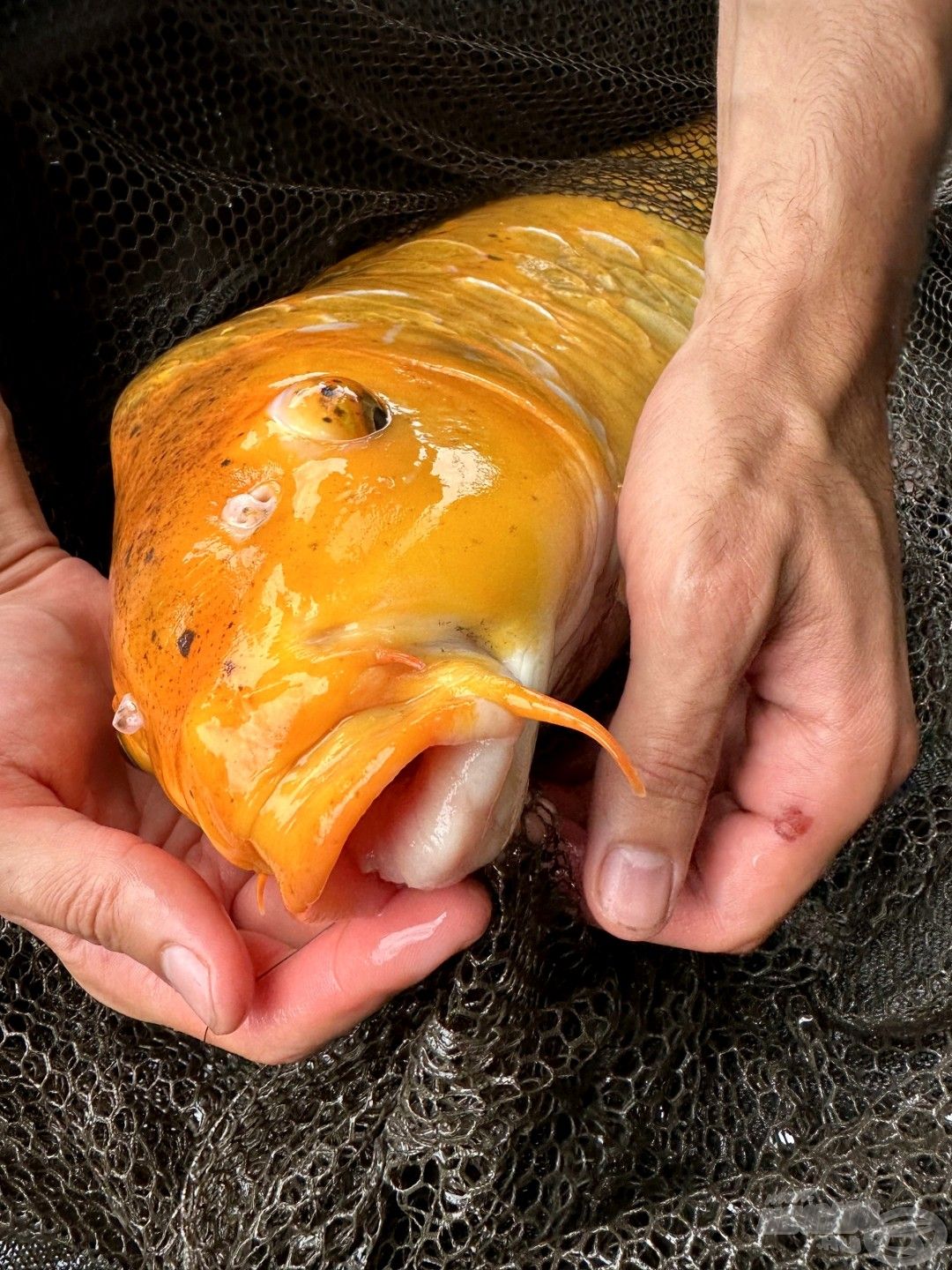 Koi profil