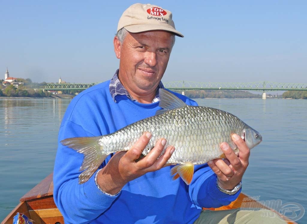 A Duna hercegnője a leánykoncér gyönyörű, védett halfaj!