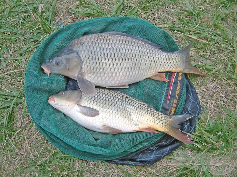 A Van Den Eynde Halibut pellet 2 pontyot adott a Velencei-tavon 8 Celsius-fokos vízben!