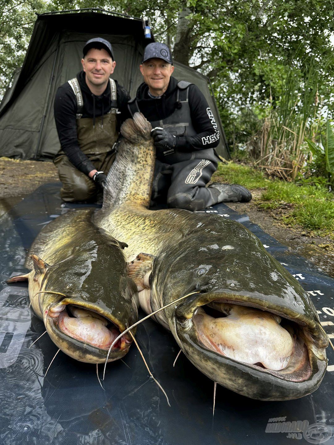 3. BUMM 200+ cm – jól indult a reggel, ugyanis szinte egy időben érkezett a két harcsa: 210 cm + 150 cm