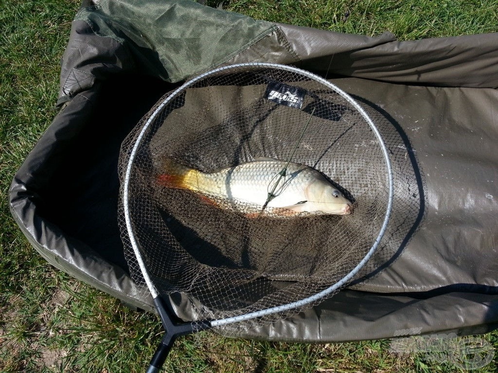 A nap első szebb hala