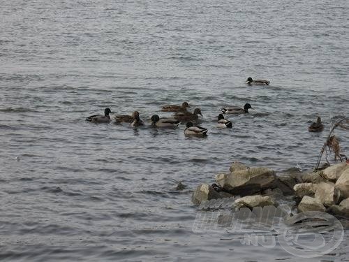 Nyüzsögnek a récék, kis vidámságot csempészve a hűlő vizek hátára