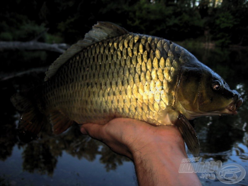 Alkonyati „olyan, amilyen” minőségű fotó egy 28 cm-es aranyhasúról