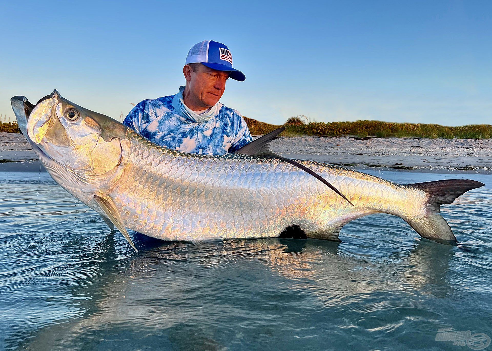 A tarpon az egyik leggyorsabb tengeri ragadozóhal. Olyan, mint a balin, csak 5-ször vagy akár 10-szer nagyobbra is megnő