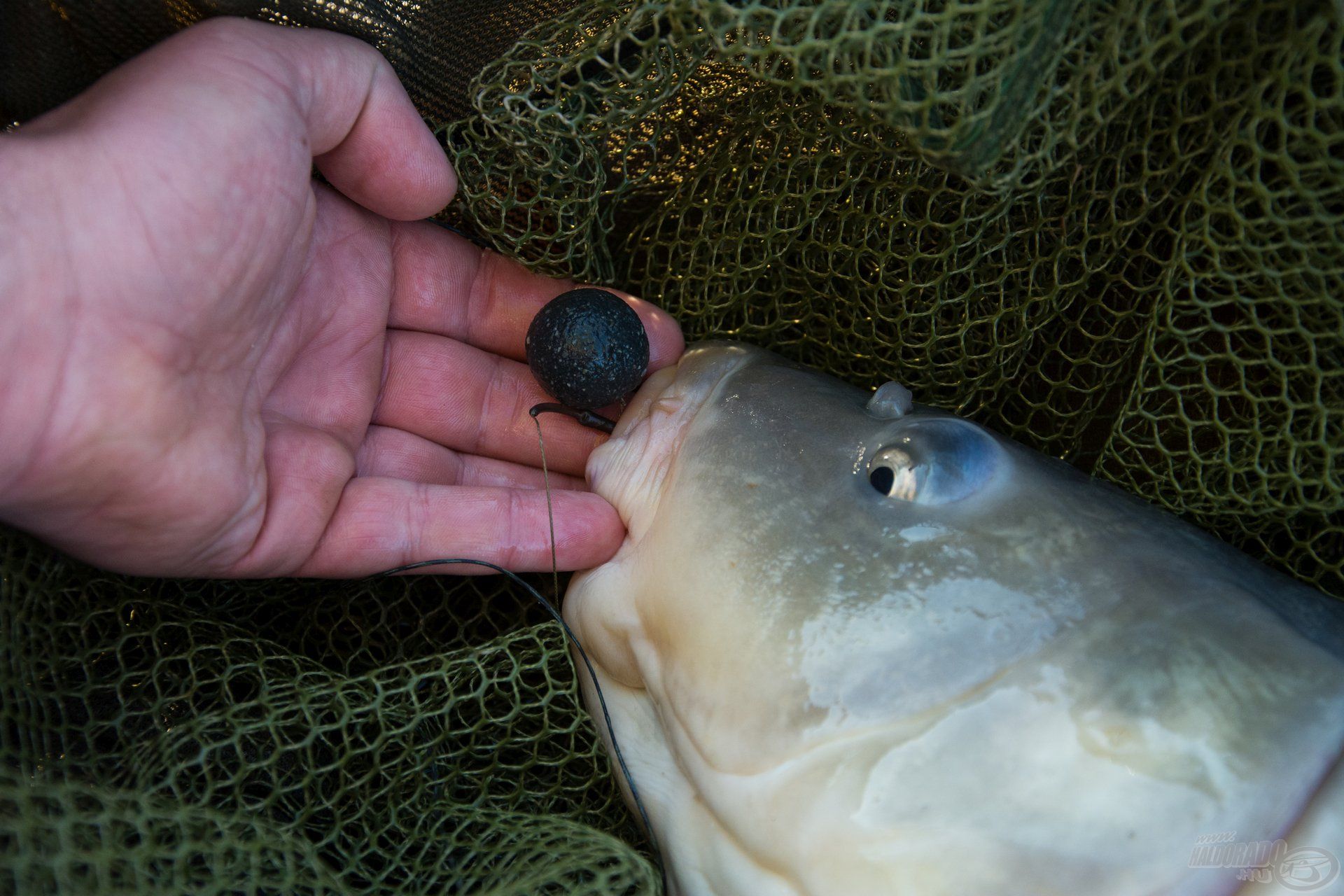 Nekem a Fűszeres Vörös Máj kivonatba áztatott egy szem 24 mm-es Fekete Tintahal Wafters csali adta a legtöbb kapást