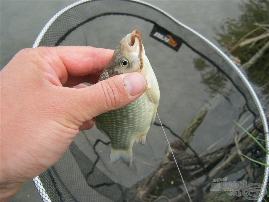 Következő halam a tó talán legkisebb kárásza volt!