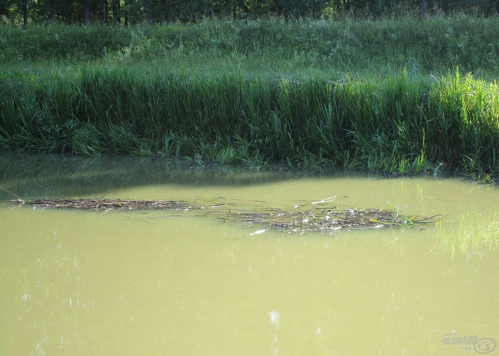 Az esők után mindenféle növénymaradvány úszik a vízen, és jól látszik a képen az is, hogy milyen zavarossá válhat a folyó