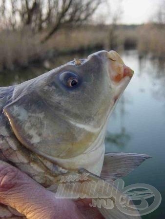 Jól szórakoztattak az ilyen kis magashátúak