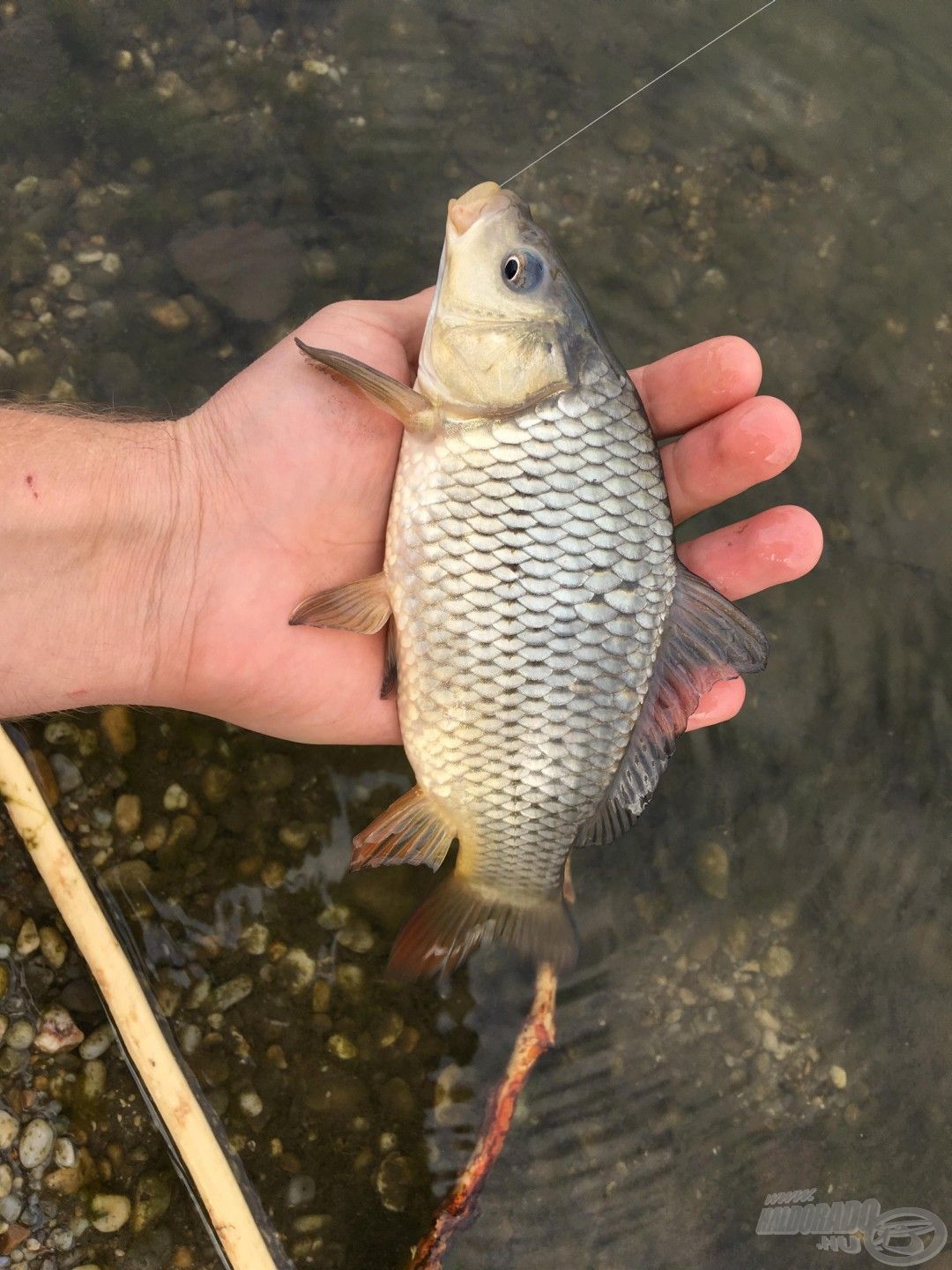 Sikeresen meg is találtam a Dunából behúzódó  kis potykákat