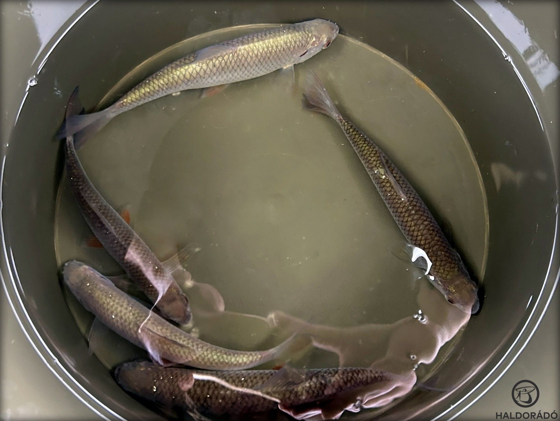 Alternatív megoldás: a keszegek