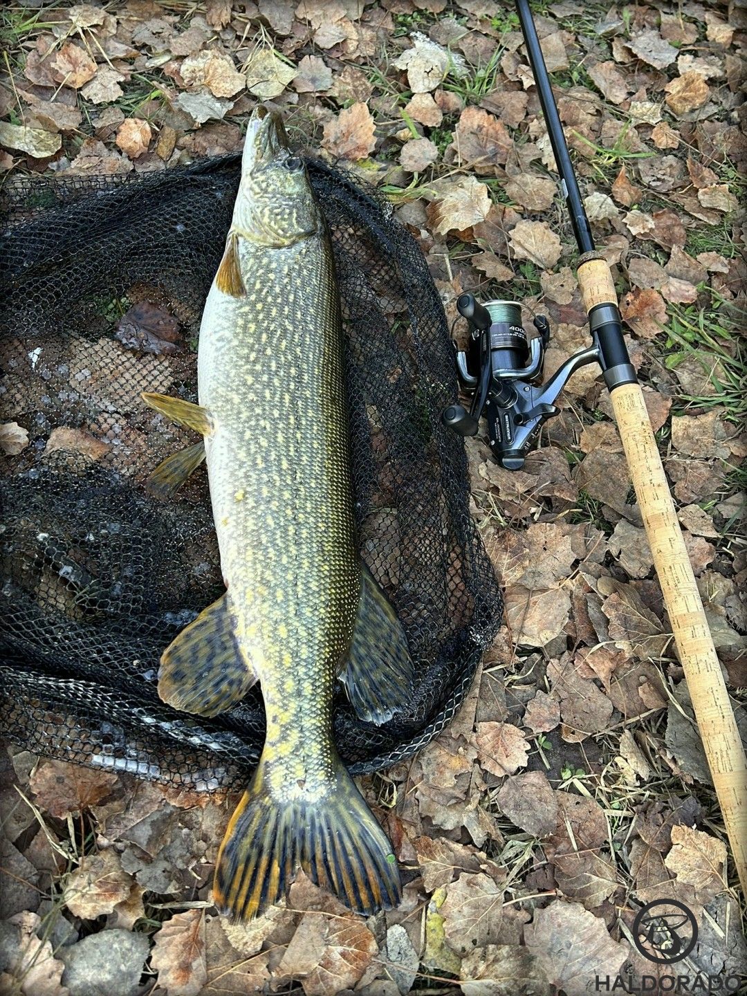 Egy közel hármas csuka: snecire, úsztatóssal