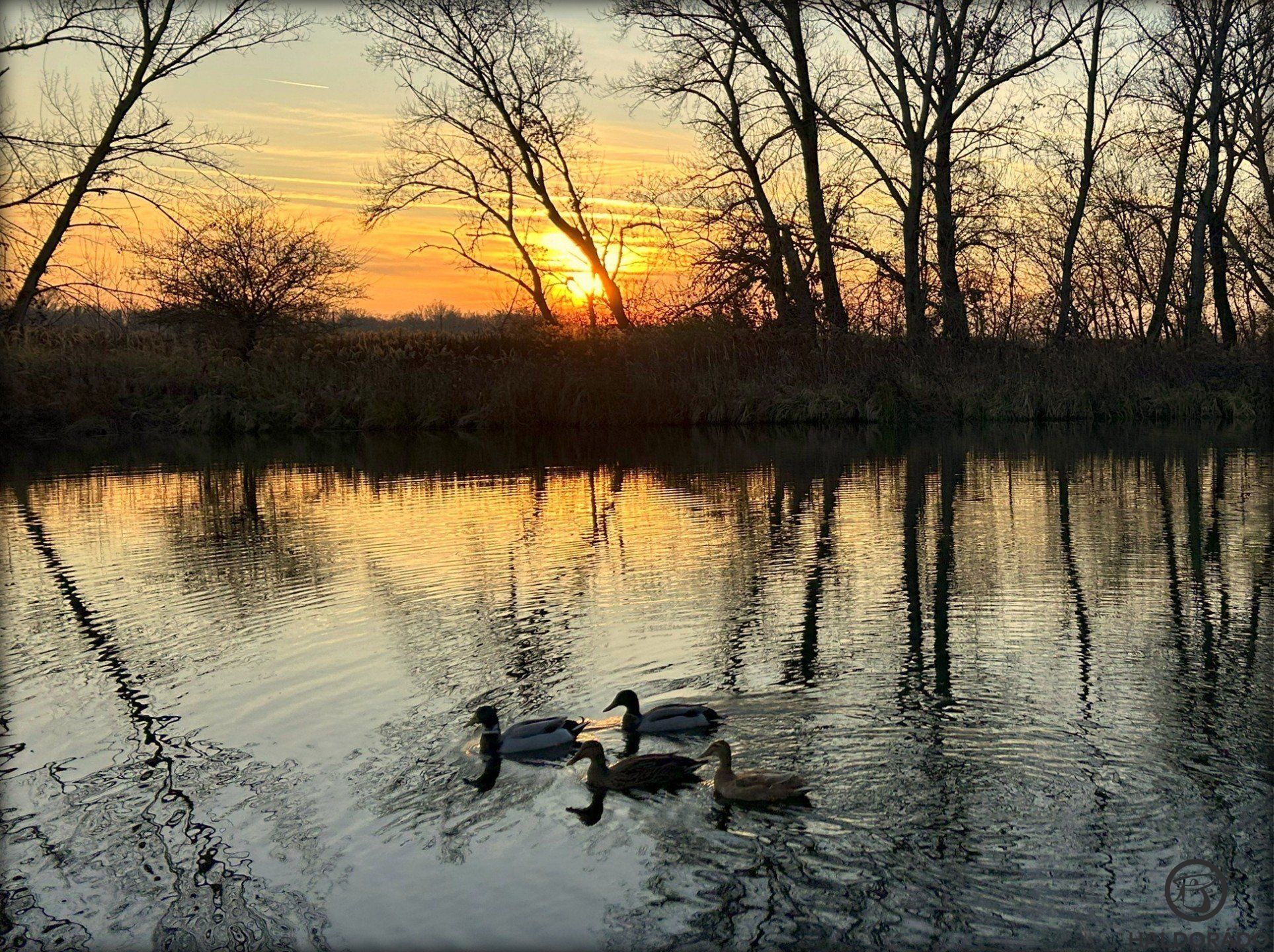 Vadkacsák a lenyugvó nap fényében