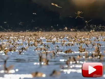 Pergető történetek „különkiadás” – A Tisza virágai