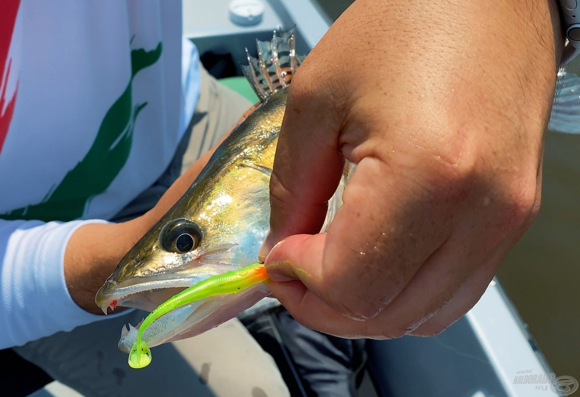 A Fox Slick Shad gazdára talált