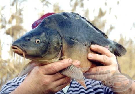 Ez a 2 kg körüli tükörponty még a durva felszerelésen is nagyon látványosan küzdött