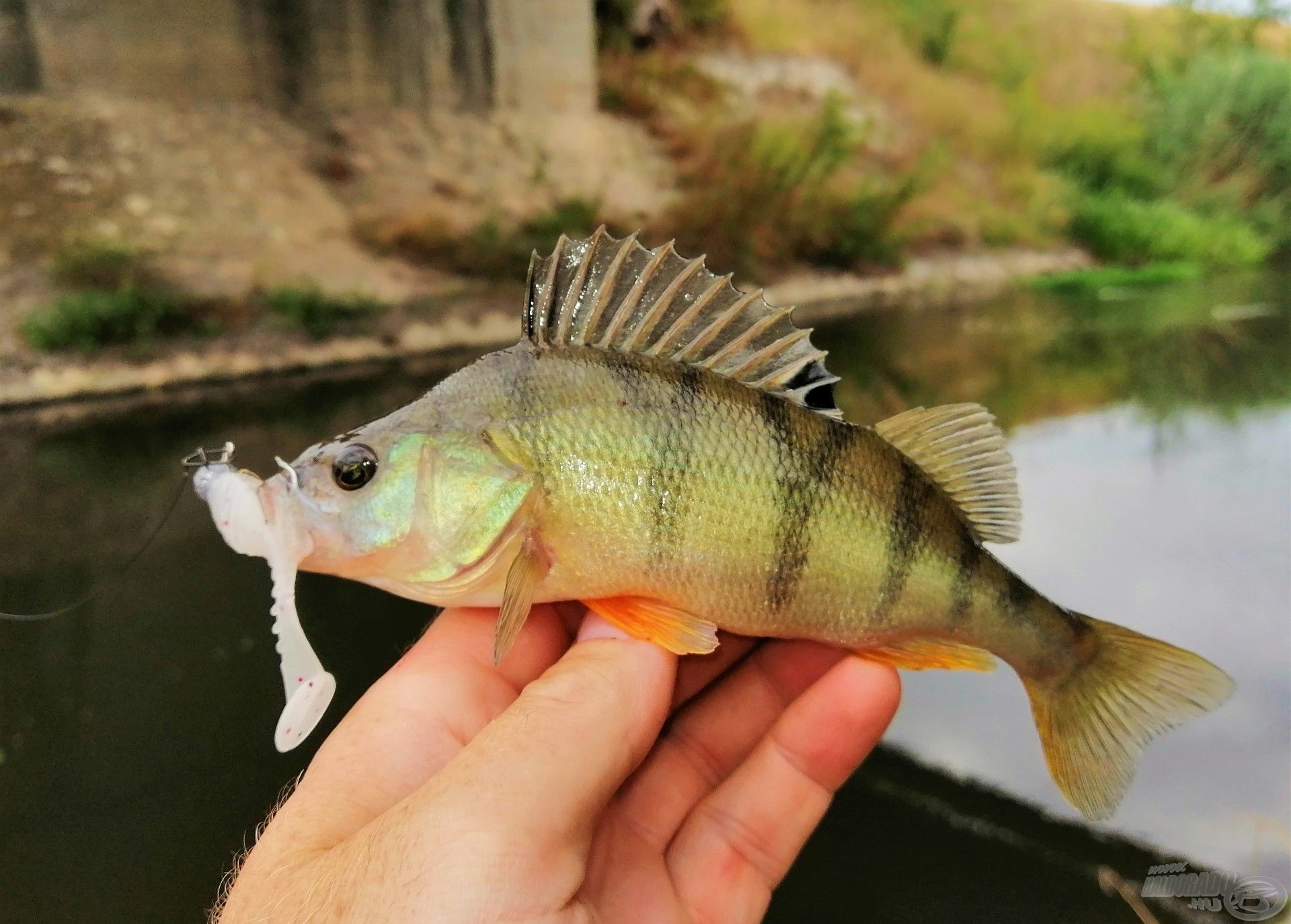 Szükség is volt erre, mert míg ősszel a nagyobb L&K Floating Shad szépen adta a sügért, mostanra jelentősen le kellett csökkenteni a csali méretet, és persze annak súlyát is