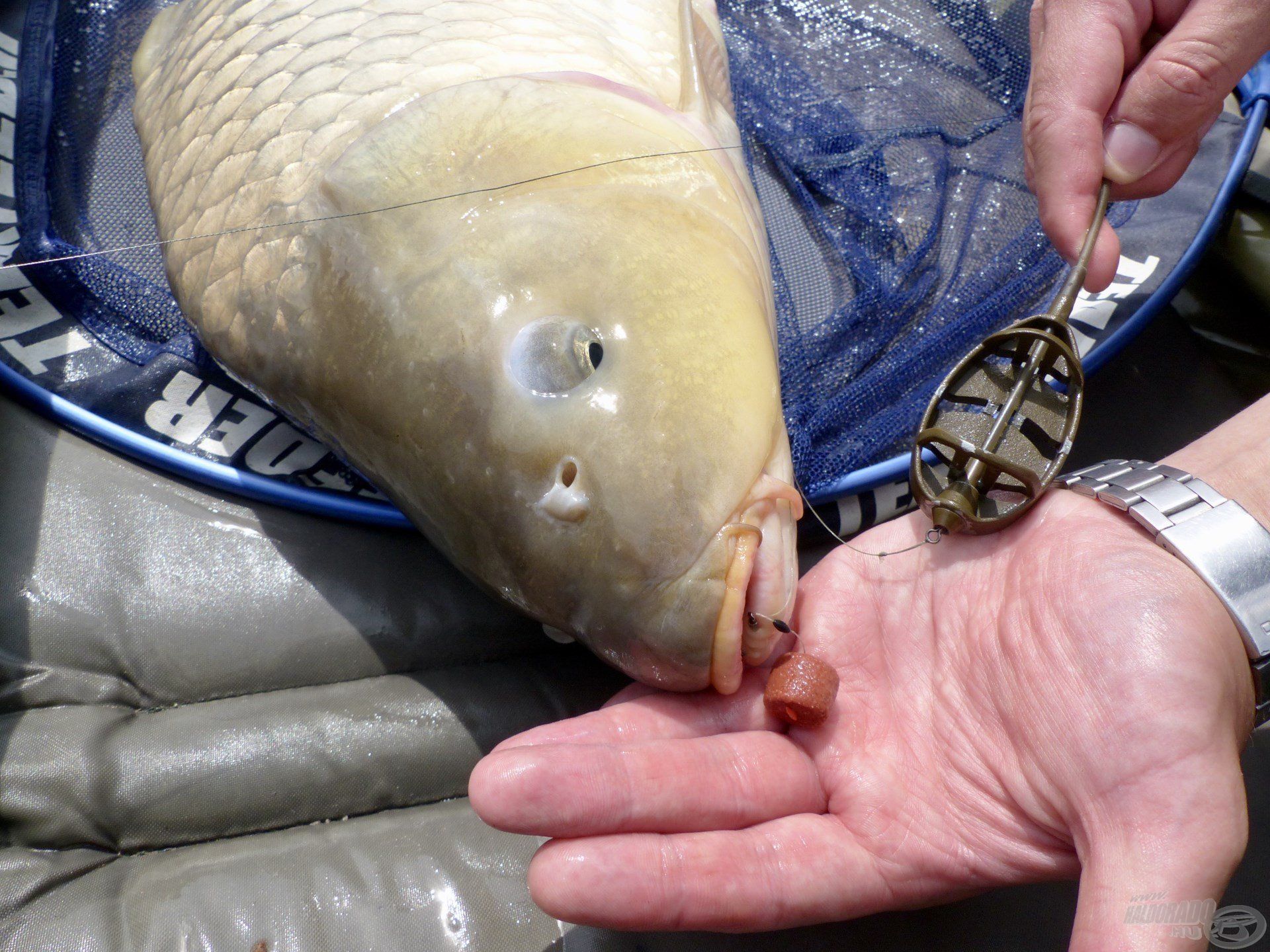 … hosszas fárasztást követően sikerült csak szákba terelnem. A Fluo pelletet elhagyta, de a halibut pellet kibírta a nagy csatát