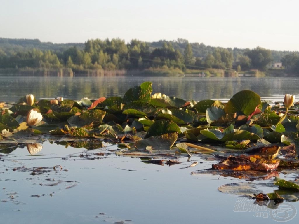 A tavirózsa is jól érzi itt magát