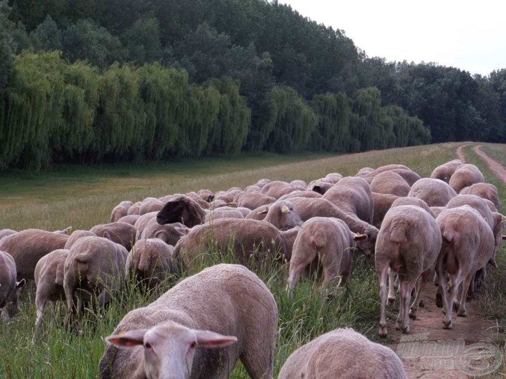 Mentek a fejük után… a birkák!