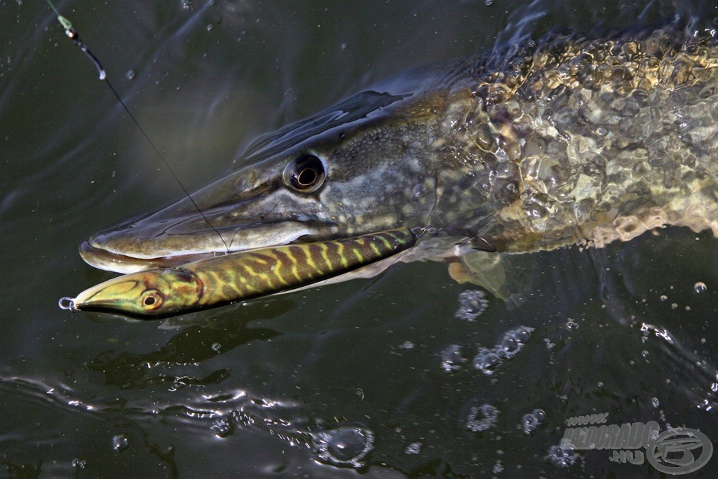 A Salmo Jack jerk műcsali ez egyik legjobb csukaimitáció