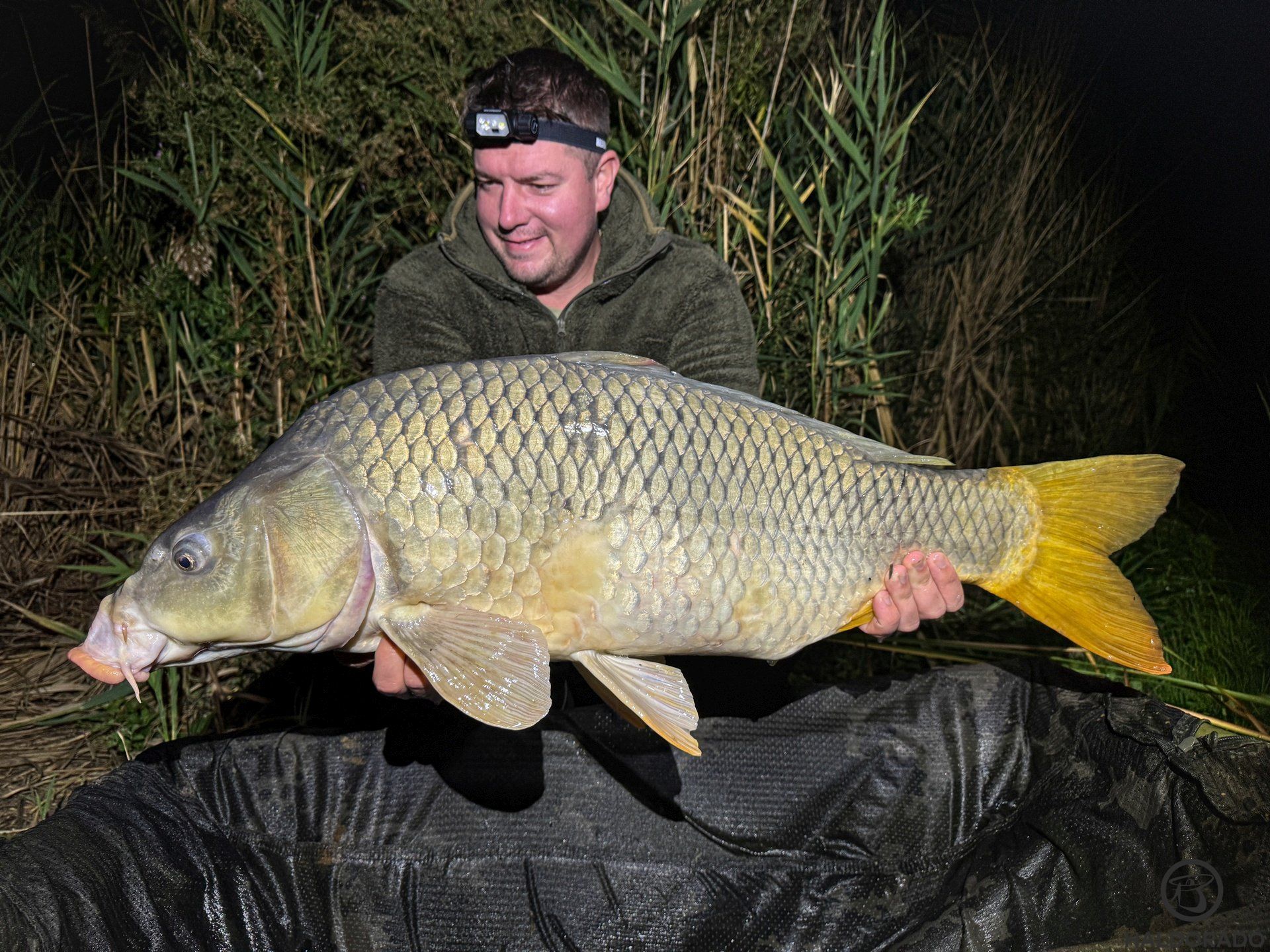 Nagyon szép, vad potyka