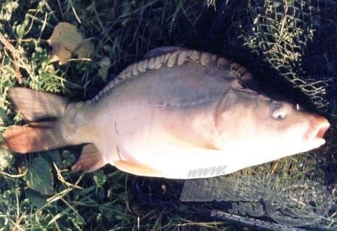 A tőpontyokon kívül egy tükörpontyot is lakott a gödörben