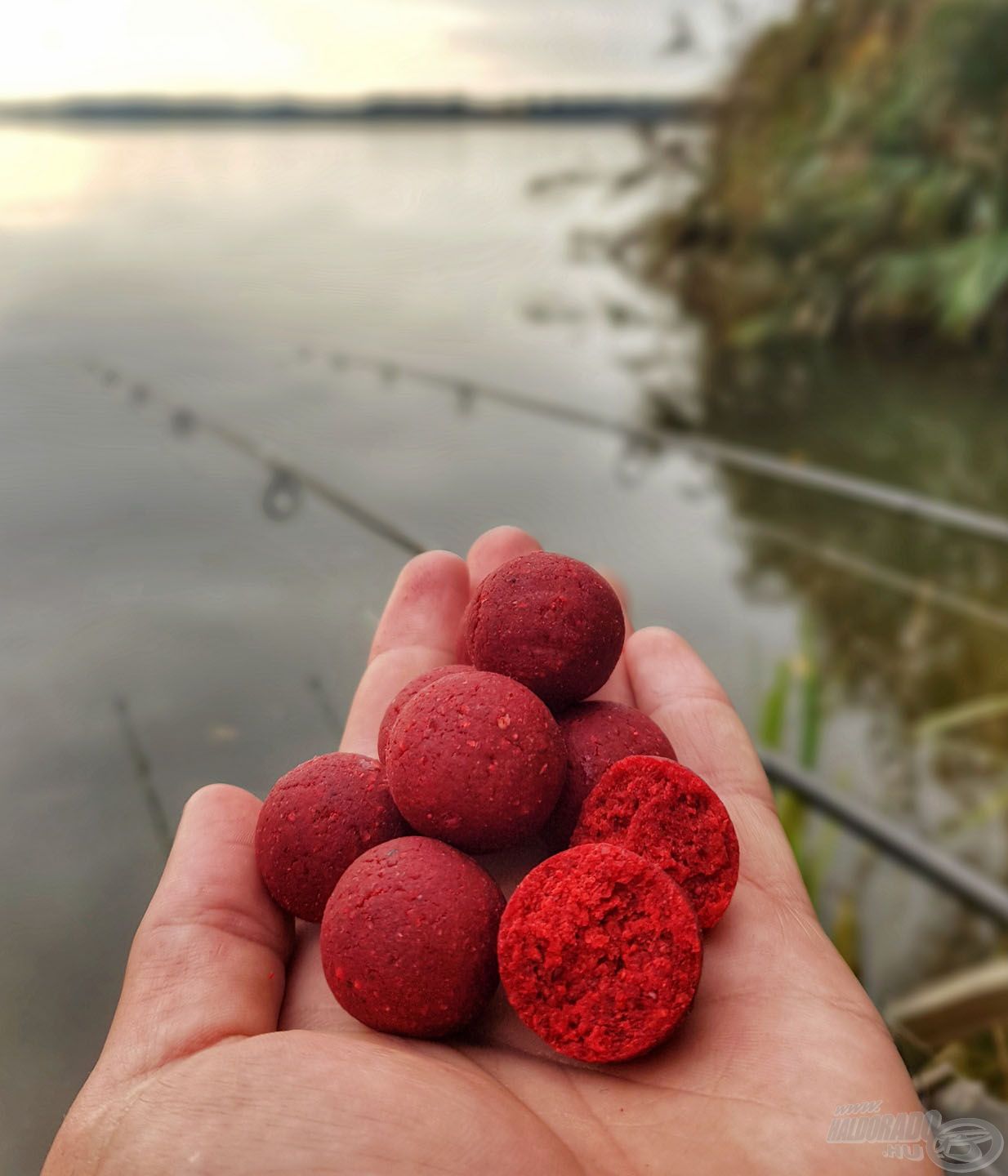 … az összes kapást a Big Fish bojlinak köszönhettem