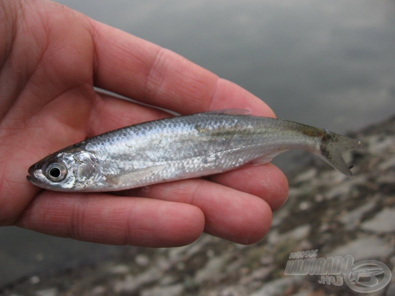 Januári sneci, avagy: szokatlan időszakban horogra csalt közönséges hal :)
