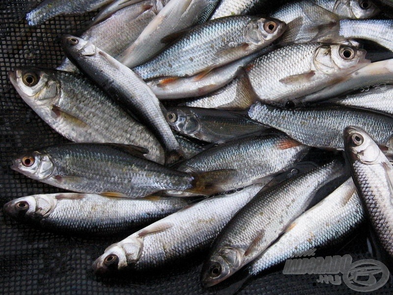 Óvodás csoportkép, a horgászat félideje táján