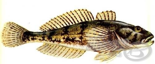 Botos kölönte (Cottus gobio)