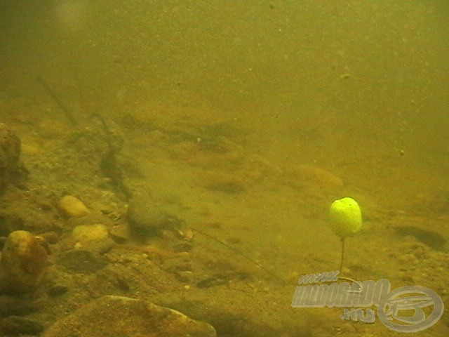 Látszódik, hogy a Fluo Pellet csali a víz alatt is mennyire rikító. Ezt biztos meglátják a halak!
