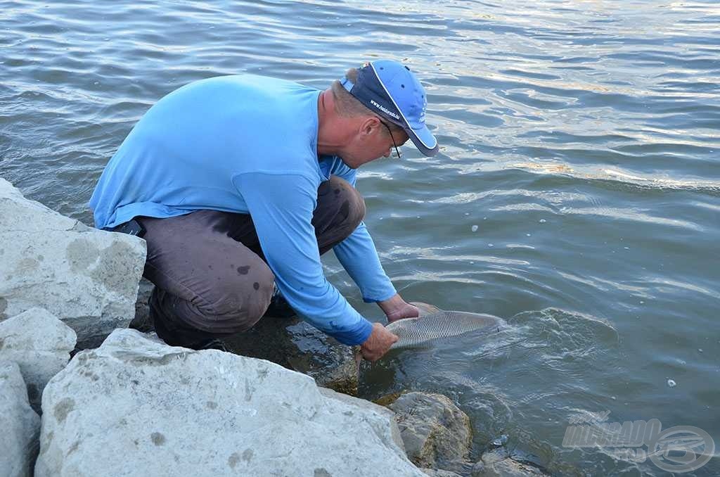 Gyors fotó után már úszhatott is tovább