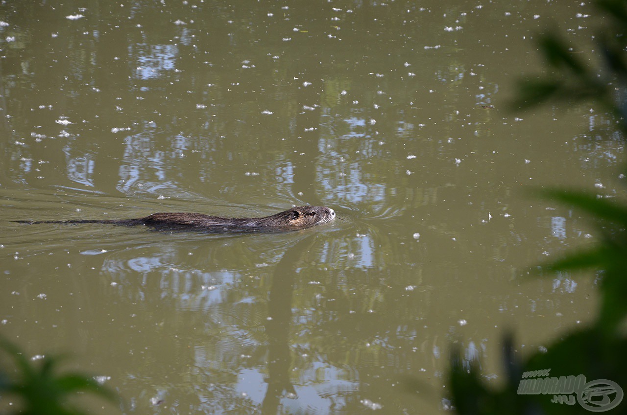 Nem árt résen lenni, mert még ilyen élőlény is horogra akadhat. Itt a nutria (hódpatkány), szabadon él és garázdálkodik