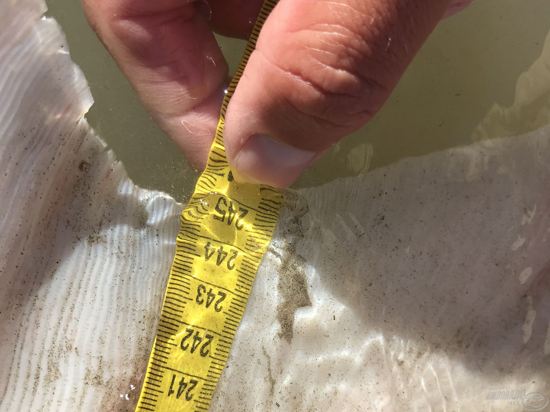 245 cm-rel a túránk legnagyobb hala került ideiglenesen a partra