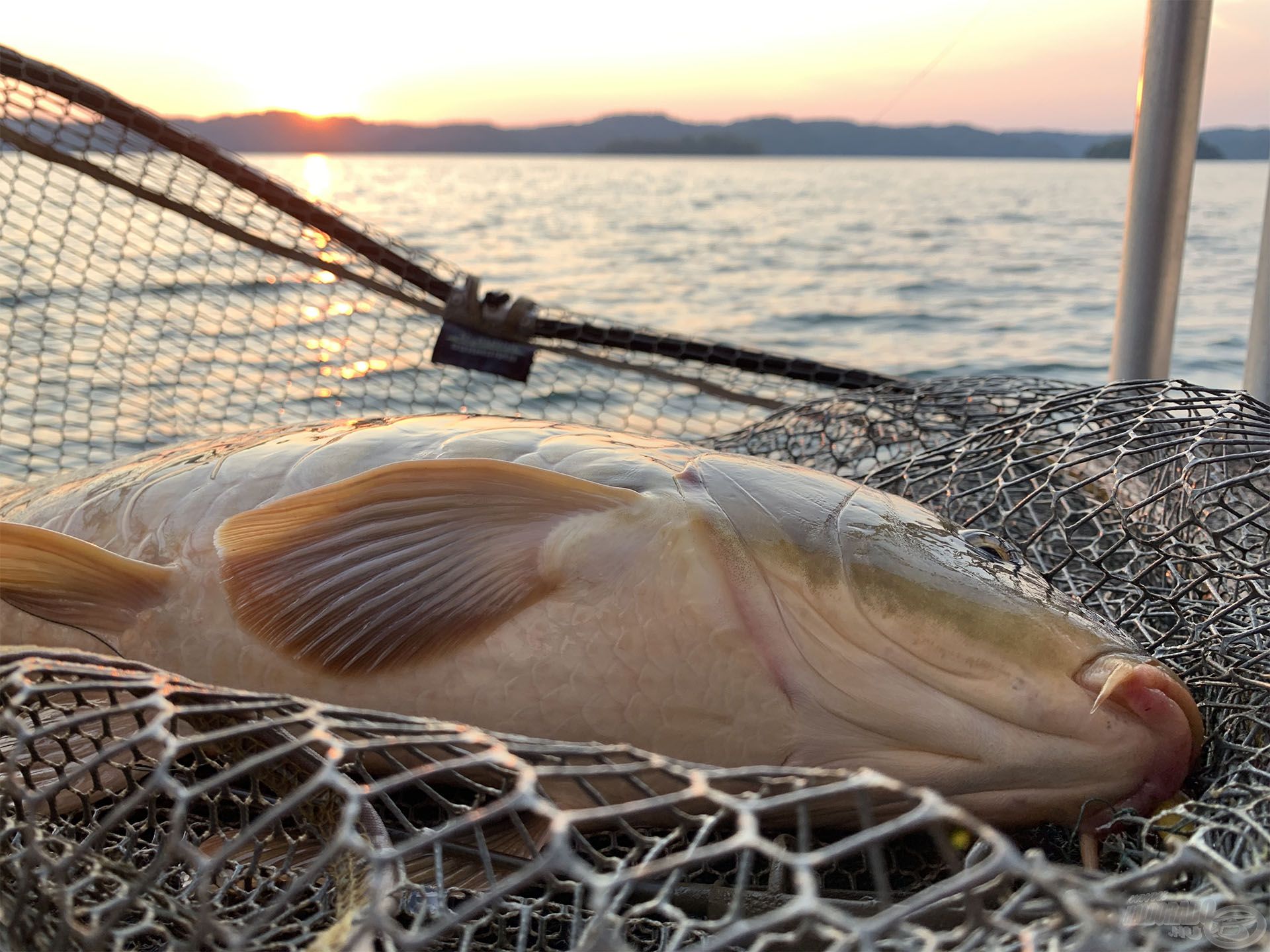 Számolatlanul fogtuk egymás után a pontyokat