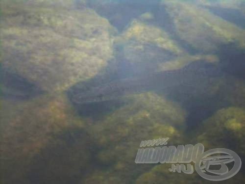 A csúzlizás folytán vízbehulló szemesre, pelletre a kishalak is megjöttek, őket ez a 20cm-es csuka zaklatta folyamatosan