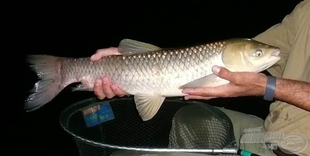 Ez a kis csibész majdnem kikapta a botot a kezemből